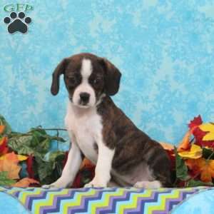 Mocha, Boston Terrier Mix Puppy